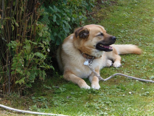 ../fotos/het_verlaat_2017/2017-07-14 13.07.48.jpg